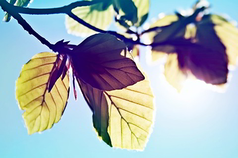 己亥年农历五月二十五算八字 己亥年出生的极贵命格